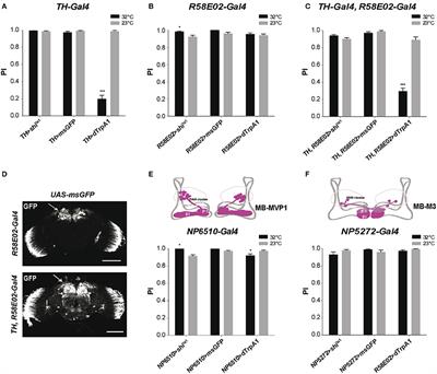 Neural Control of Startle-Induced Locomotion by the Mushroom Bodies and Associated Neurons in Drosophila